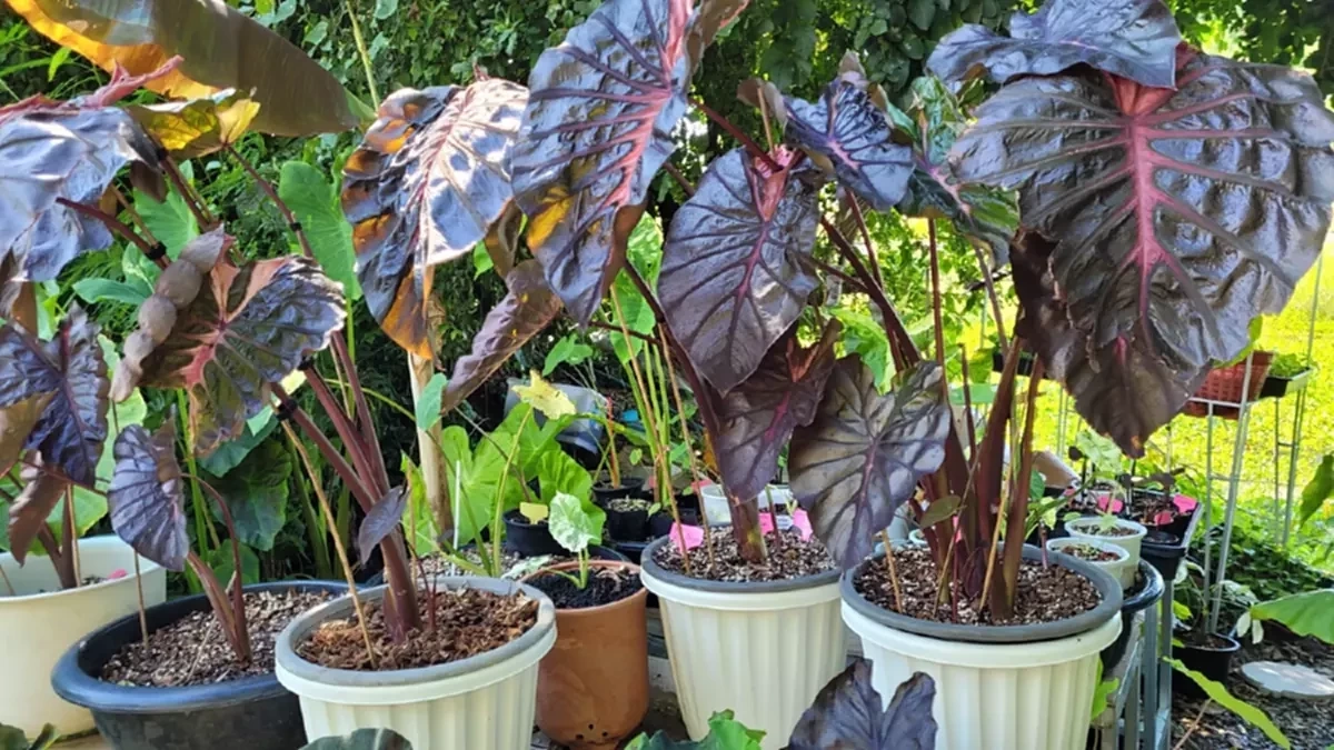 "โคโลคาเซีย ไซล็อค" ไม้ไฮบริดต้นละ 20 ล้าน