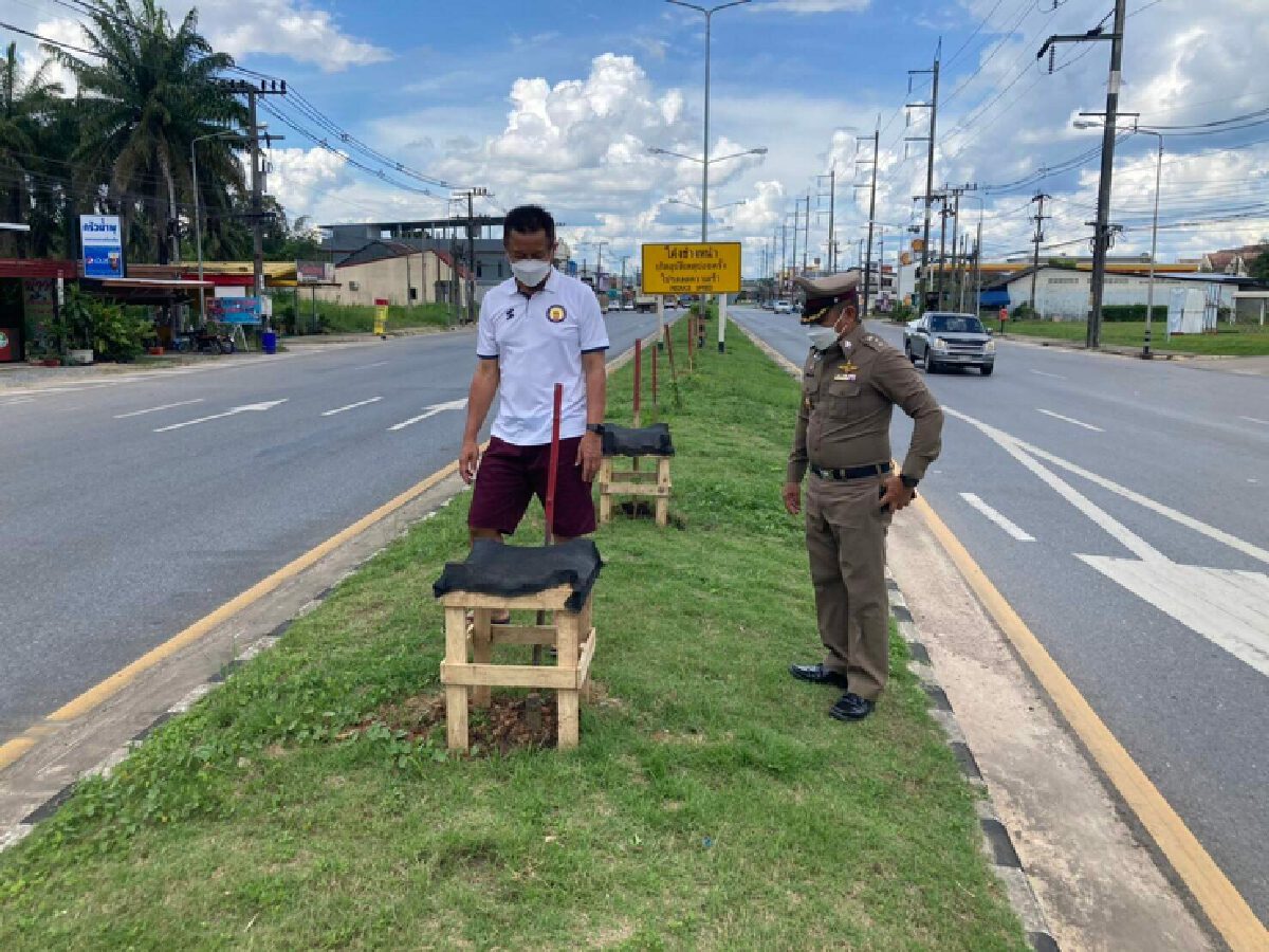 ท่อมให้สุด! เทศบาลคลองท่อมปลูกกระท่อมบนเกาะกลางถนนให้ประชาชนเก็บใบ