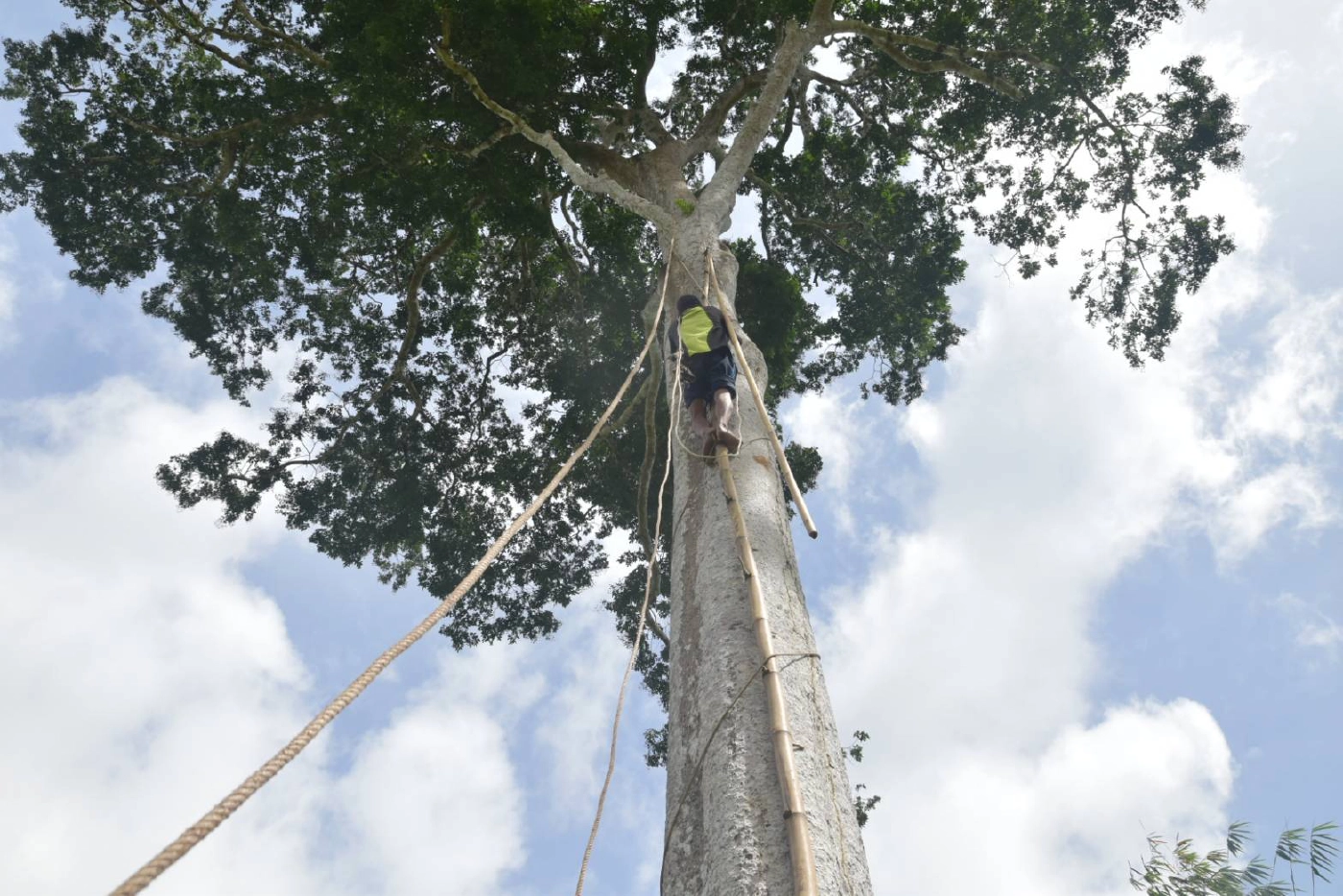 "ลูกหยีสามรส" บ้านหนองแสงสร้างรายได้ให้ชุมชน
