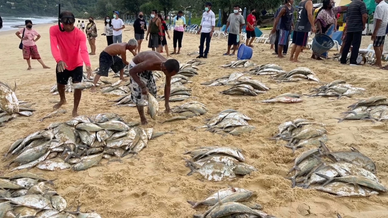 ปรากฎการณ์ "ปลามง" ริมหาดหิ้วอวนล้อมจับได้ยกฝูง