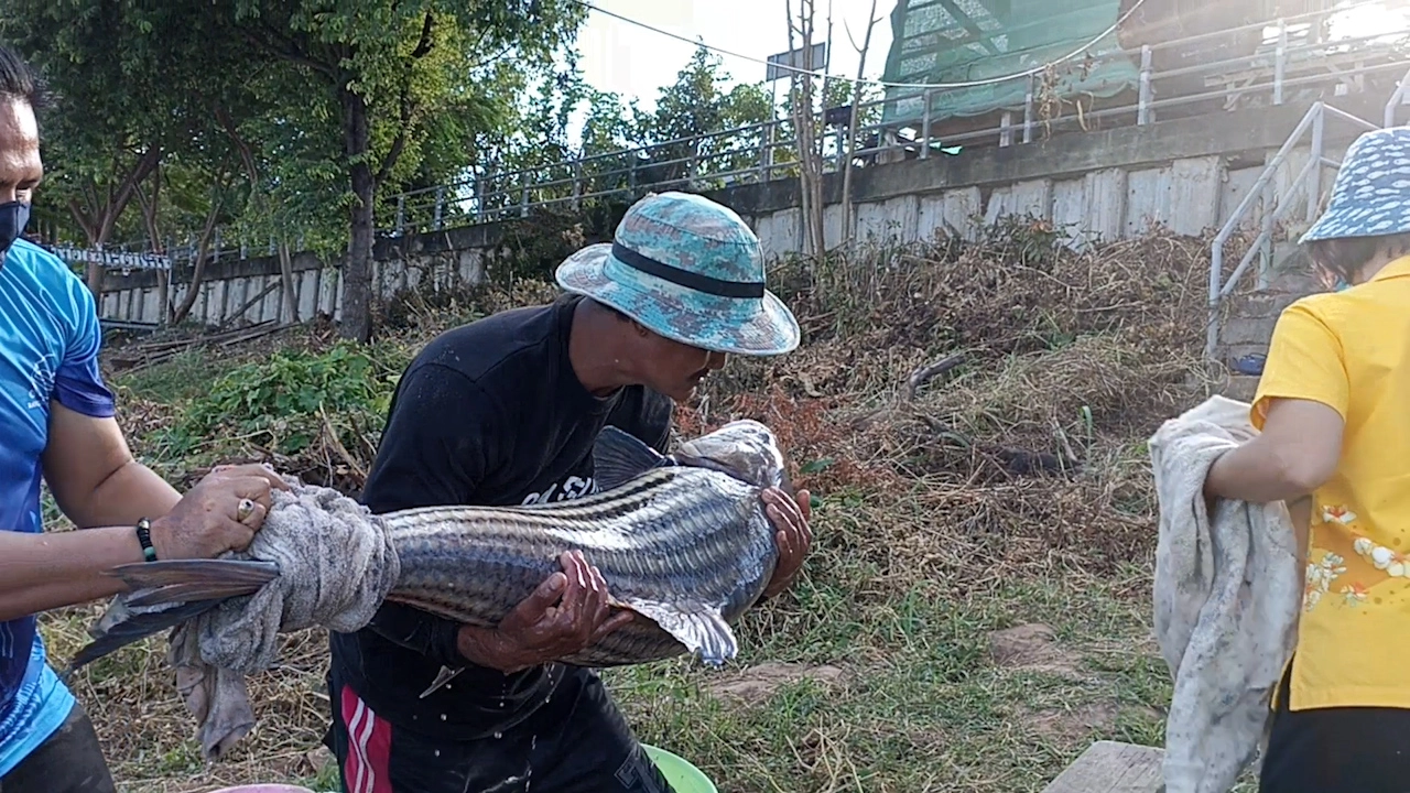 เข้าสู่หน้าหนาวชาวลูกน้ำโขงจับปลายี่สกไทยตัวใหญ่สุด 40 กก.