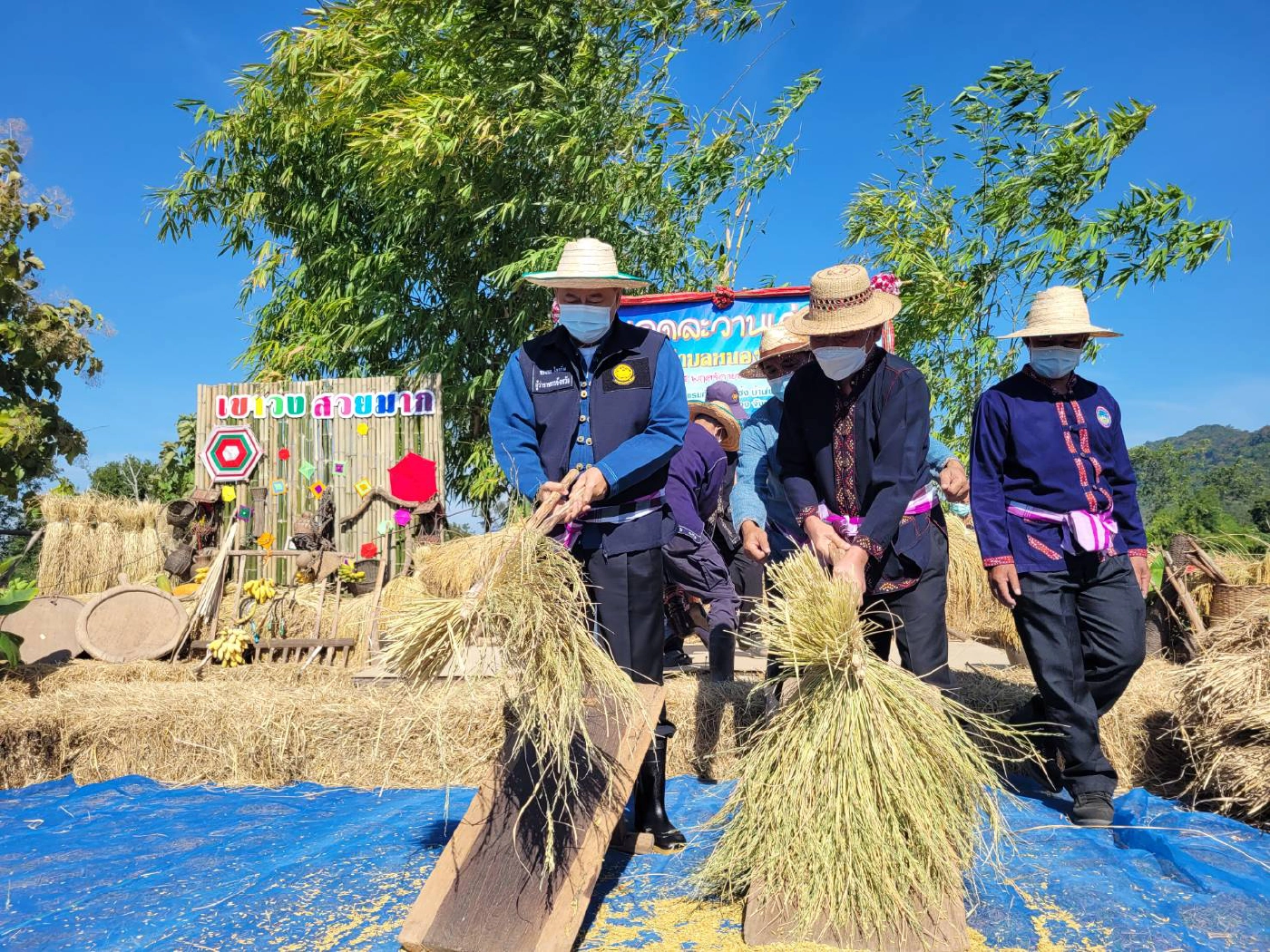 ผู้ว่าฯกาฬสินธุ์นำลงแขกเกี่ยวข้าวGIเขาวง