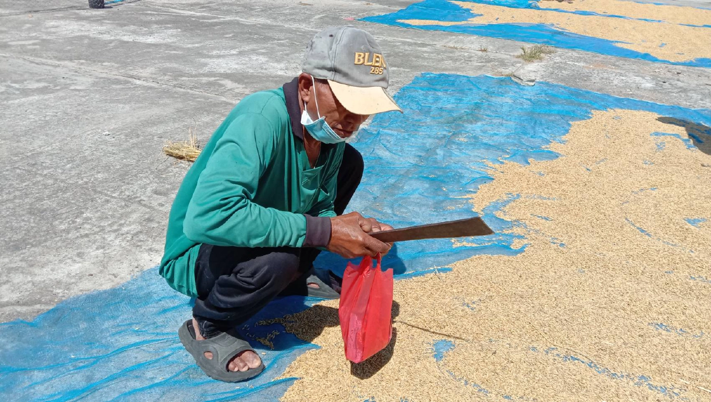 ชาวนาแห่ตากข้าวเปลือกที่ว่าการอำเภอเนื่องจากพื้นที่ถูกน้ำท่วม