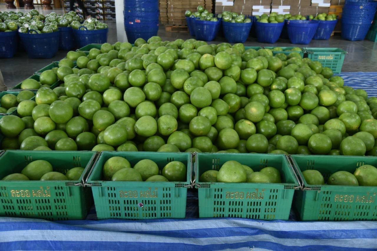 RCEP บังคับใช้ 1 ม.ค. 65 สินค้าไทยภาษี 0% กว่า 2.9 หมื่นรายการ