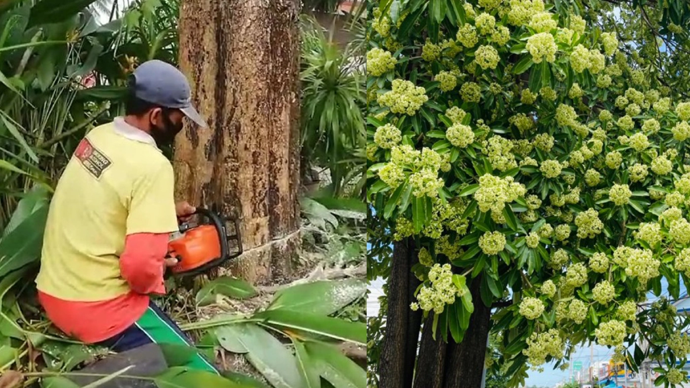 รองอธิบดีกรมป่าไม้ วอนอย่าตัดทิ้ง "ต้นตีนเป็ด" ชี้ออกดอกแค่ปีละครั้ง