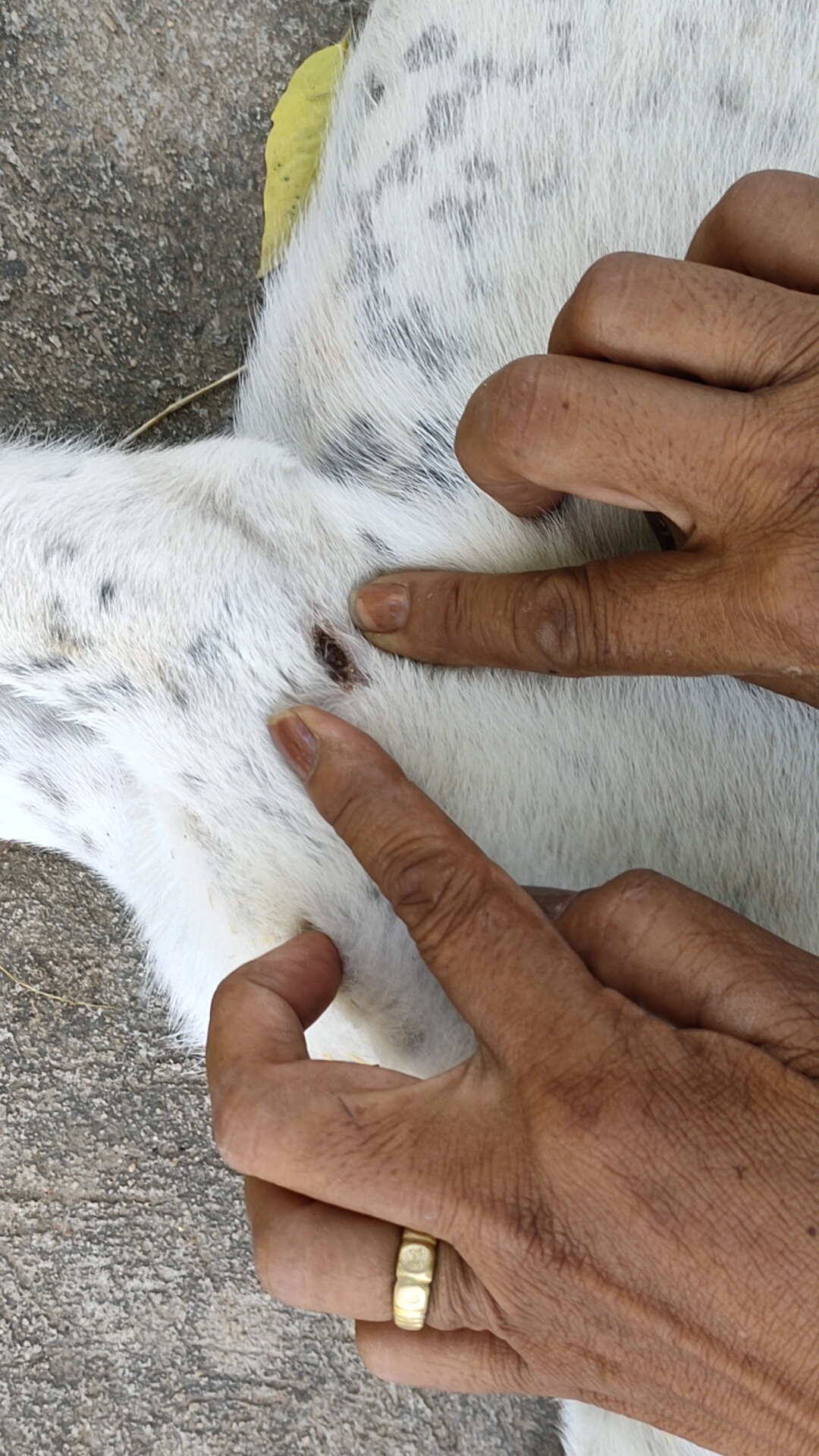 จิตใจทำด้วยอะไร มือดีใช้ปืนอัดลมยิงวัว-สุนัข กระสุนฝังในบาดเจ็บ