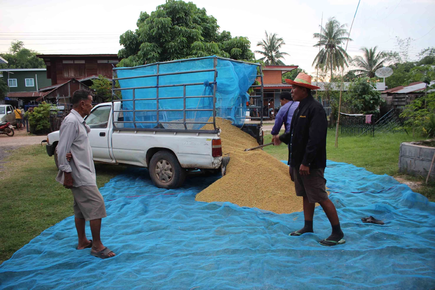 ชาวนากาฬสินธ์ุตากข้าวเปลือกชะลอขายหวังได้ราคาสูงกว่า 5 บาท