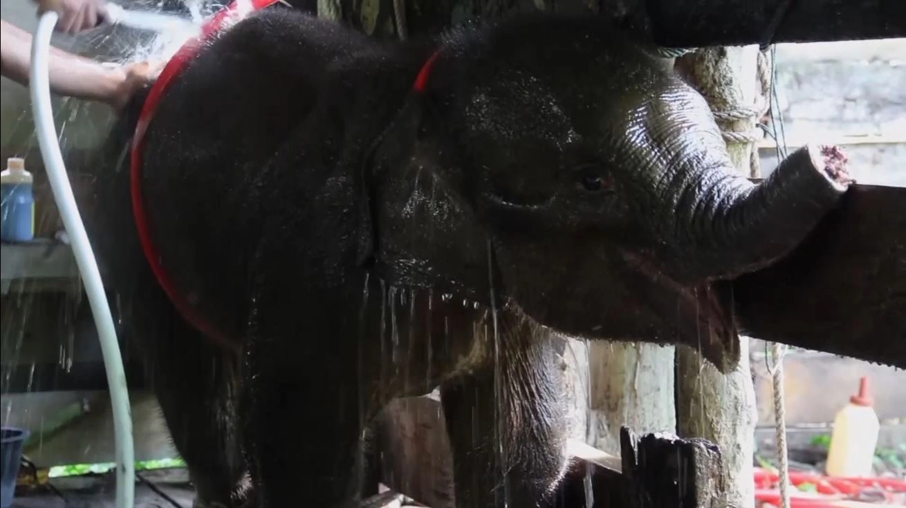 ช้างสุมาตราตัวน้อยโดนตัดงวง หลังติดกับดักพรานใจร้าย