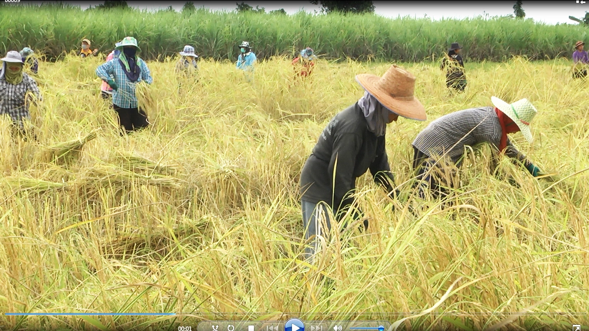 ลาวครั่งบ้านน้อยป่าแฝก ลงแขกเกี่ยวข้าวกำสร้างความสามัคคีในชุมชน