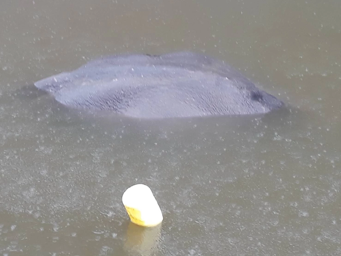 สุดสลด!! ช้างป่าเทือกเขาหลวง ลงหากินพลัดตกจมสระน้ำตาย