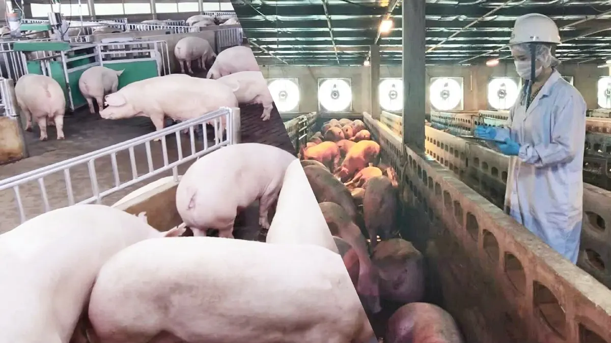 วอนอย่าตกใจ โควิดติดหมูสู่คน อธิบดีปศุสัตว์ ย้ำ ตรวจเชิงรุกทุกขั้นตอน