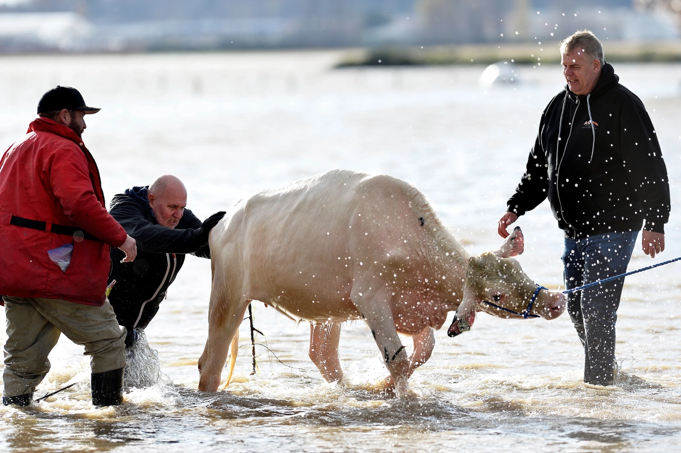 ชาวแคนาดาร่วมแรงใช้เจ็ตสกีอพยพฝูงวัวหนีน้ำท่วม