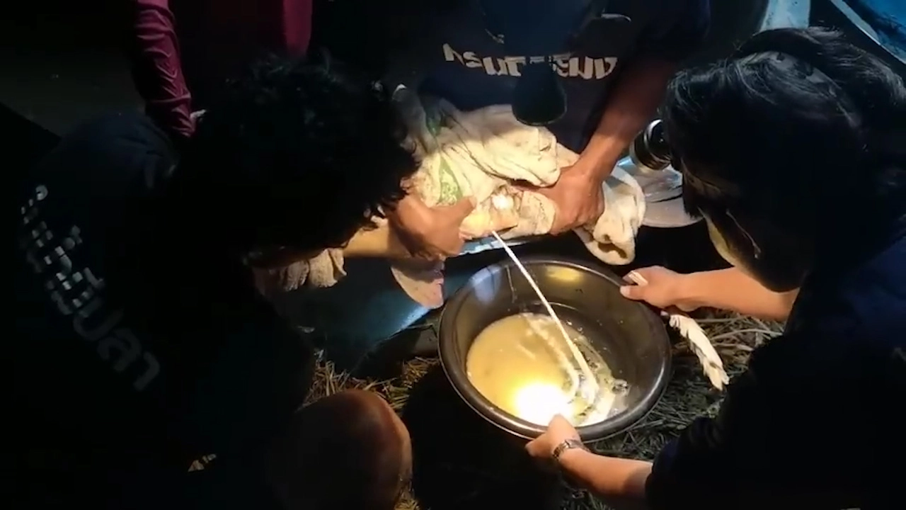 เข้าสู่หน้าหนาวชาวลูกน้ำโขงจับปลายี่สกไทยตัวใหญ่สุด 40 กก.