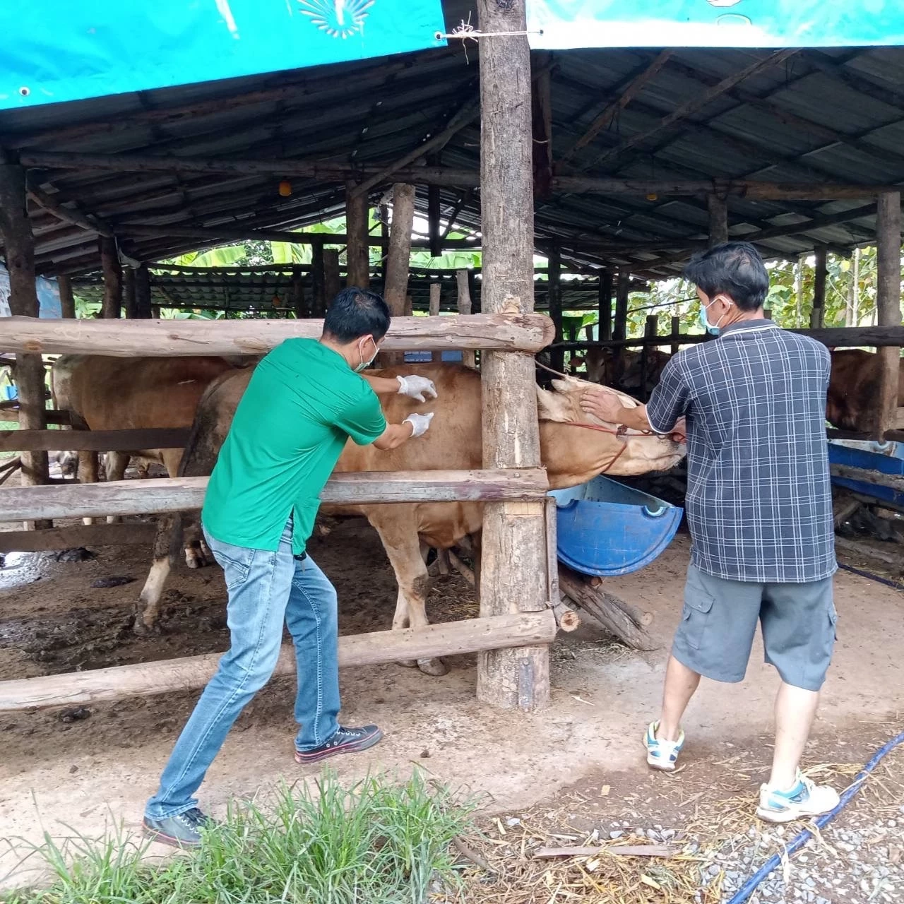 เกษตรฯ สั่งเร่งจ่ายเงินชดเชยเสียหายจาก ลัมปี สกิน