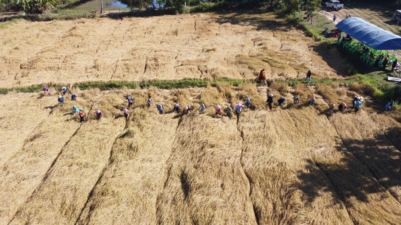 สีสัน..เป่าแคนตีกลองยาวเกี่ยวข้าว นายอำเภอกระตุ้นชาวบ้านลงแขกลดต้นทุน