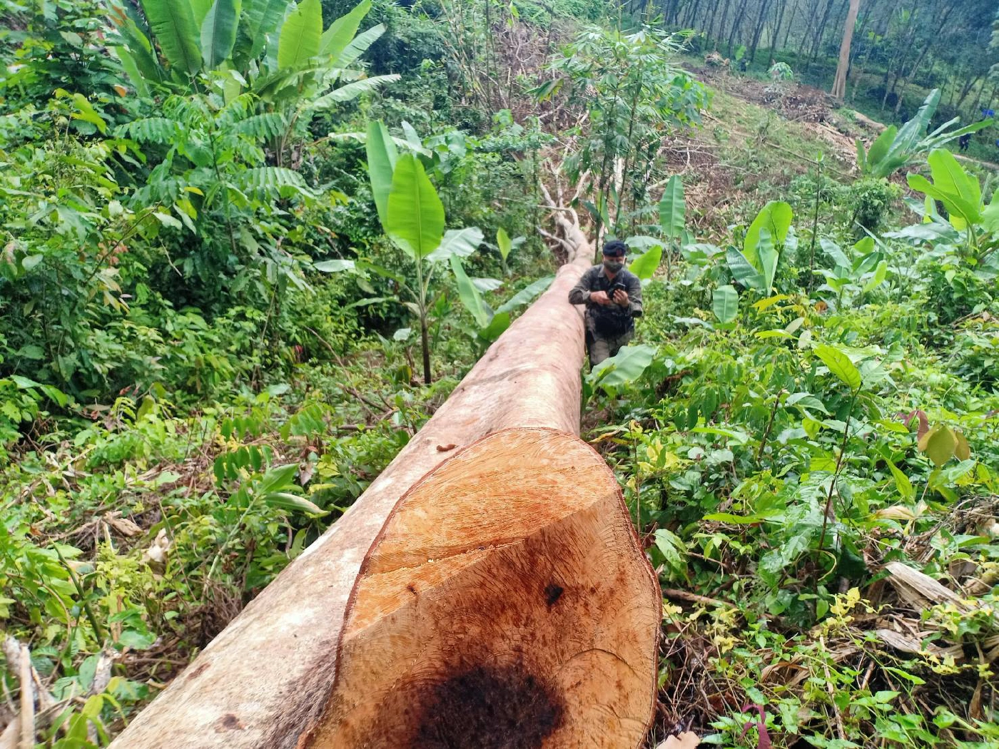 ตรวจสอบป่าต้นน้ำ แม่น้ำปัตตานีถูกทำลาย