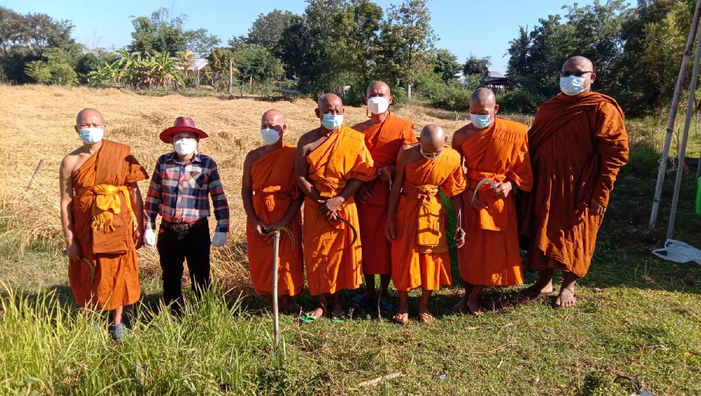 สีสัน..เป่าแคนตีกลองยาวเกี่ยวข้าว นายอำเภอกระตุ้นชาวบ้านลงแขกลดต้นทุน