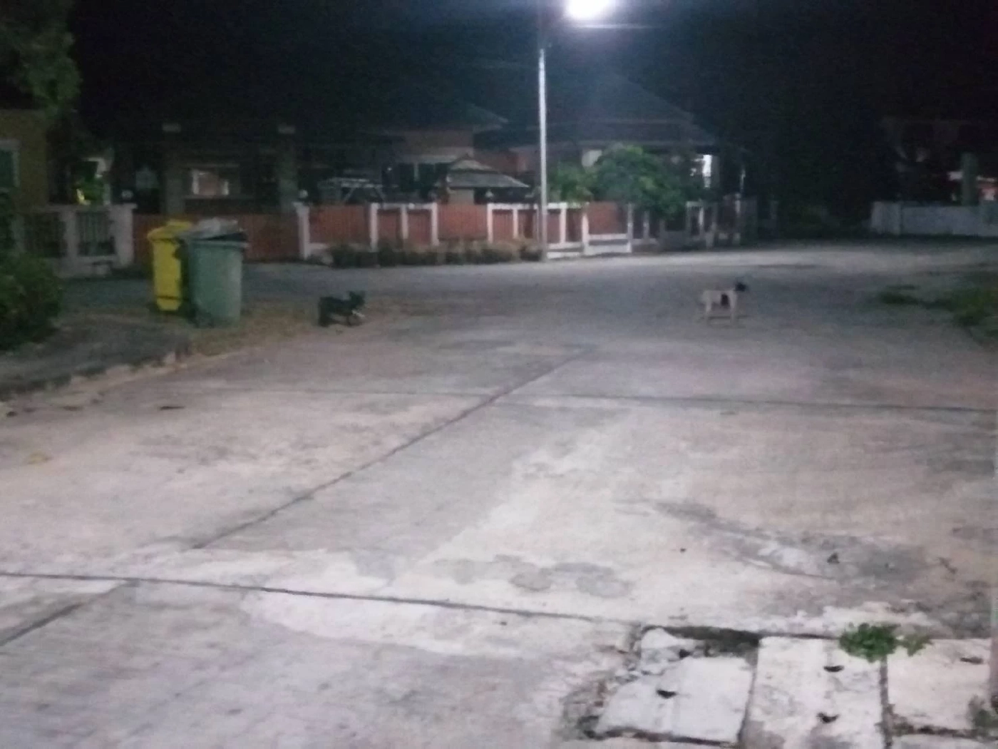 ผวาทั้งหมู่บ้าน! พิทบูล ไล่กัดคนไปทั่ว วันเดียวโดน 2 รายซ้อน