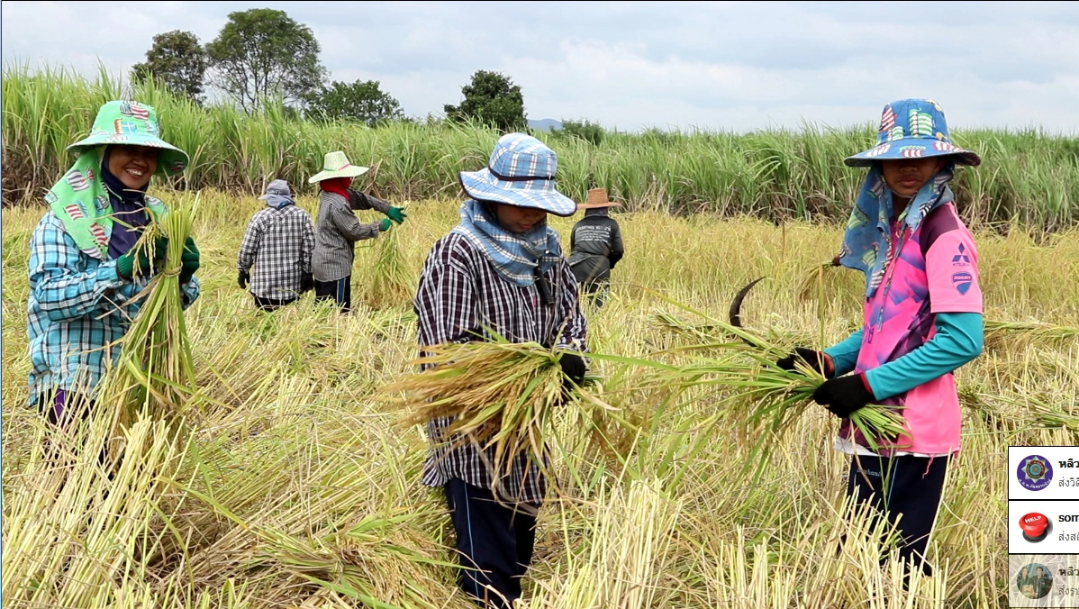 ลาวครั่งบ้านน้อยป่าแฝก ลงแขกเกี่ยวข้าวกำสร้างความสามัคคีในชุมชน