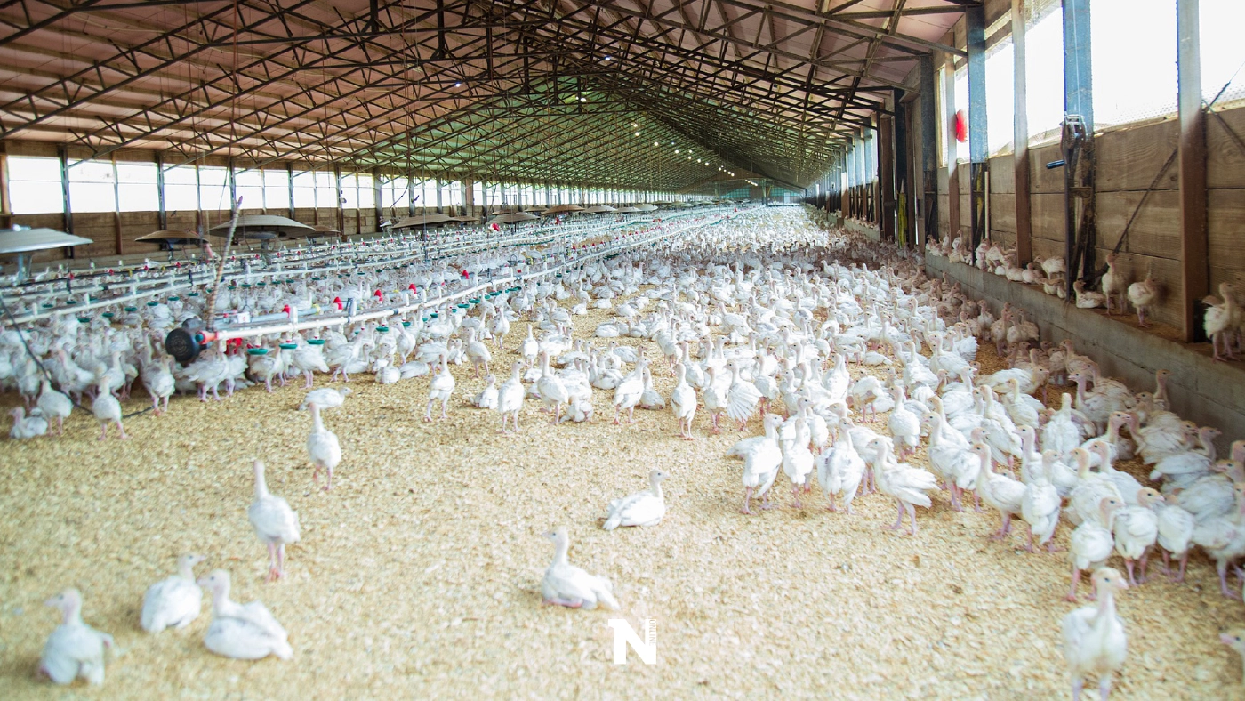 ปศุสัตว์ แจงไก่ไทยถูกฉีดยาเร่งเร่งโต ผู้บริโภคเสี่ยงมะเร็ง เป็นข้อมูลเท็จ