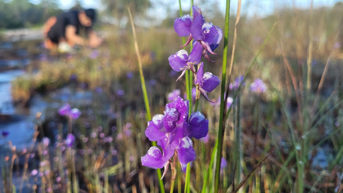 "ทุ่งแสลงหลวง"พร้อมเปิดรับนักท่องเที่ยว