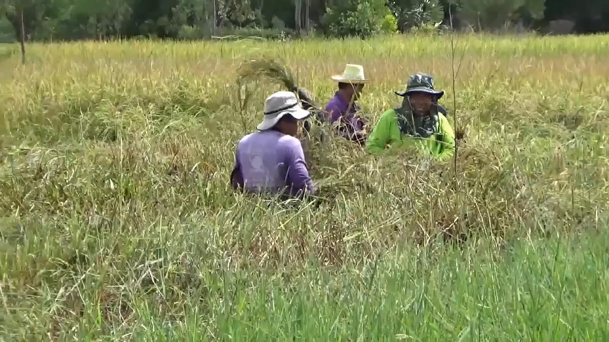 ชาวนาเร่งเกี่ยวข้าวหลังรับคำเตือนน้ำจะท่วมสูงขึ้นอีก