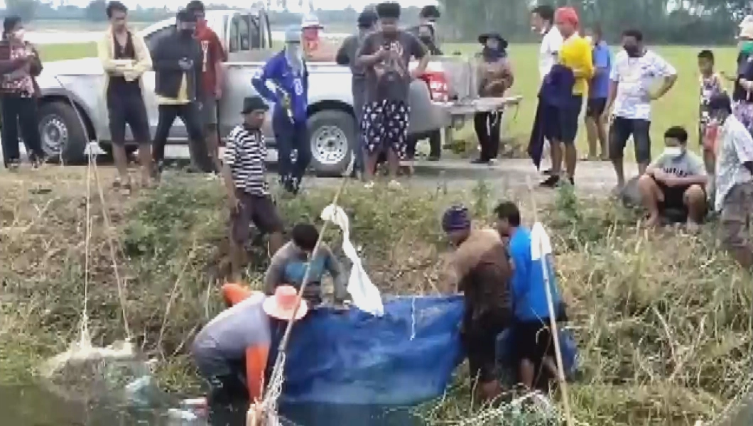 ชาวบ้านฮือฮาล้อมจับปลาช่อนยักษ์ตัวใหญ่กว่าคน