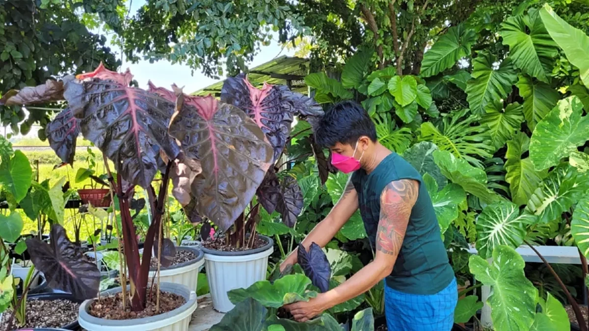 "โคโลคาเซีย ไซล็อค" ไม้ไฮบริดต้นละ 20 ล้าน