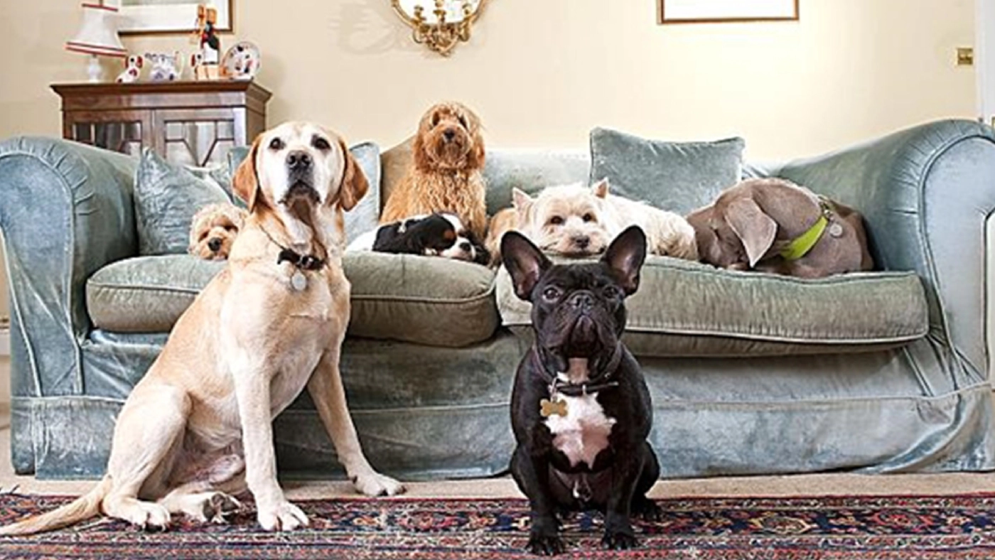 "หมอธีระ" เผยผลวิจัย พบสุนัข-แมวไทย ติดโควิดจากเจ้าของ