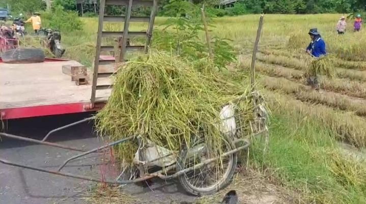 แปลกแต่จริง ชาวบ้านแห่แย่งฟางข้าวเกี่ยวใหม่ไปให้สัตว์เลี้ยง