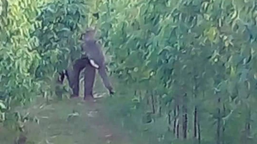 ช้างป่าเขตรักษาพันธุ์สัตว์ป่าเขาอ่างฤาไนยังไม่กลับคืนแปดริ้ว