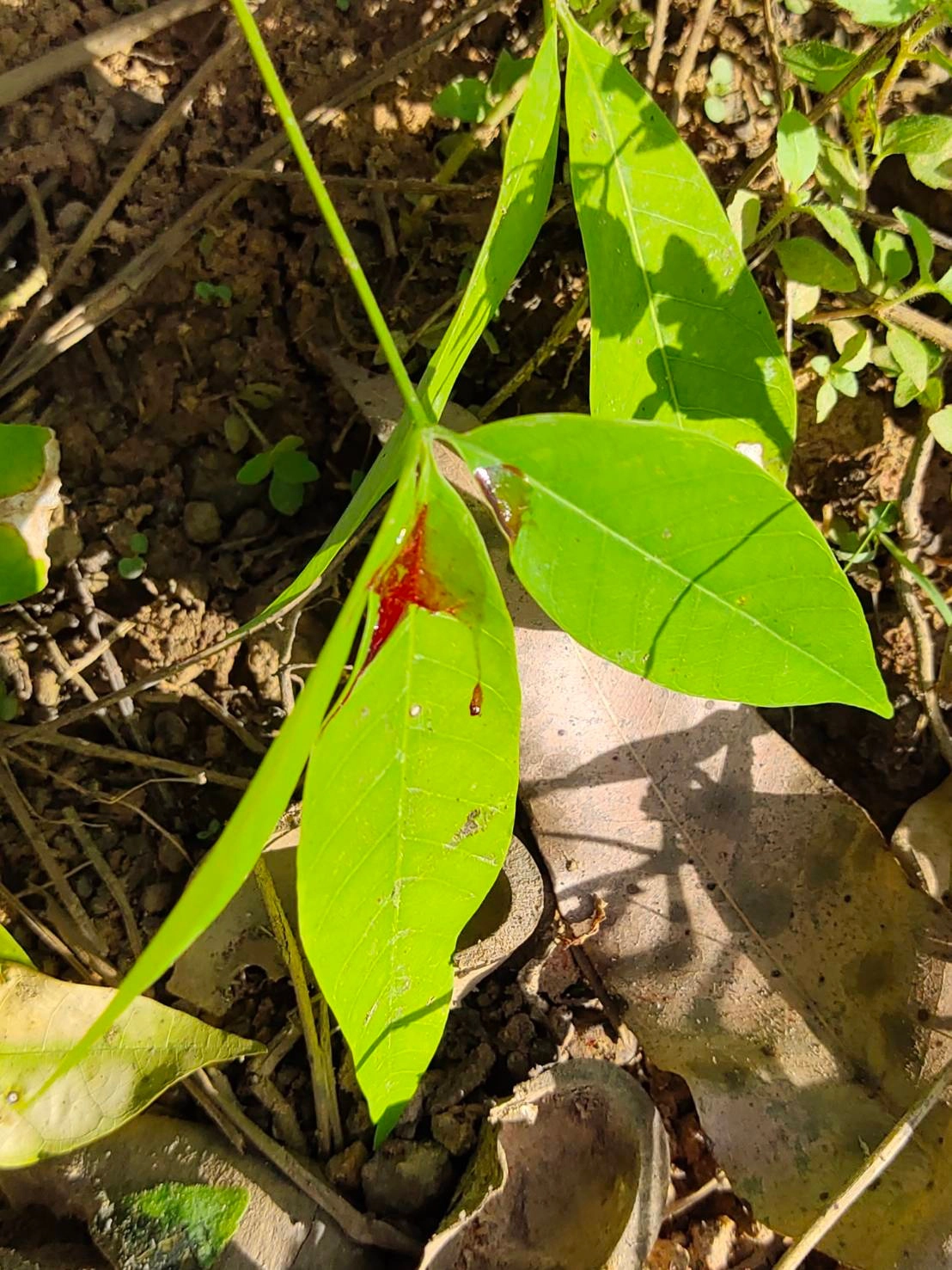 ขสป.เขาอ่างฤาไน เร่งช่วยเหลือช้างป่าได้รับบาดเจ็บ