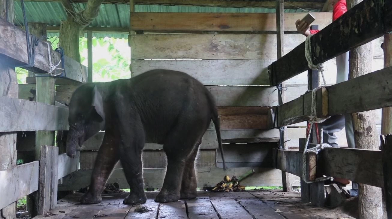 ช้างสุมาตราตัวน้อยโดนตัดงวง หลังติดกับดักพรานใจร้าย