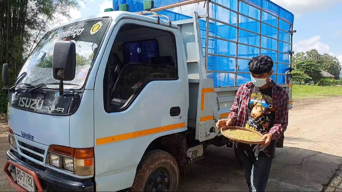 จังหวัดพะเยาตั้งจุดรับซื้อข้าวชาวนา 11 จุด