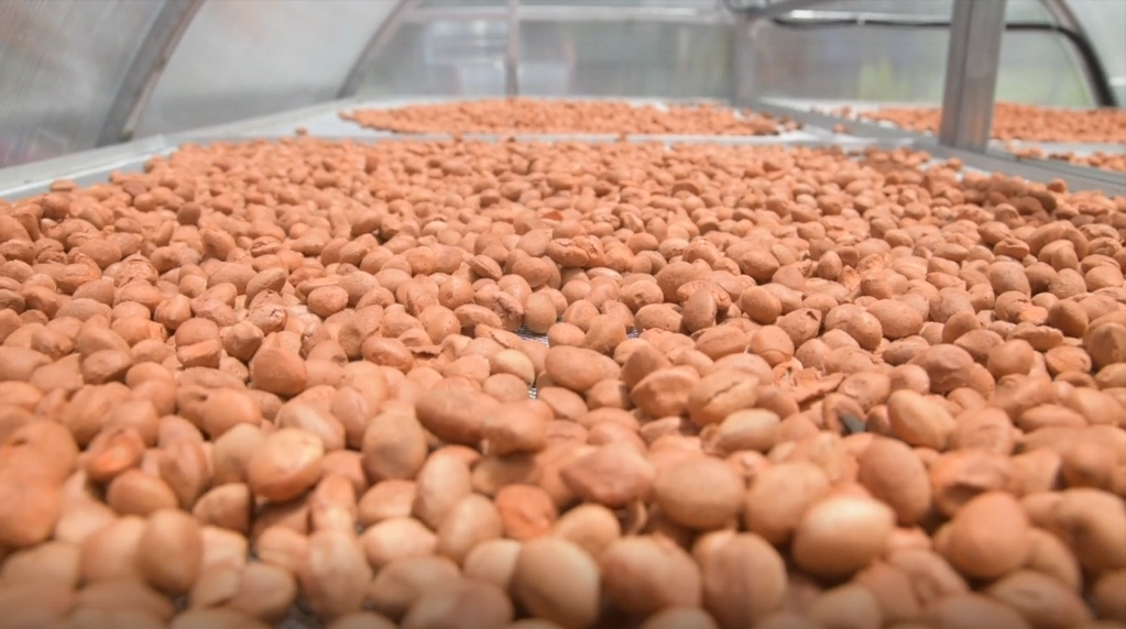 ‘ลูกหยี‘ สร้างงาน สร้างรายได้ชุมชน บ้านหนองแสง