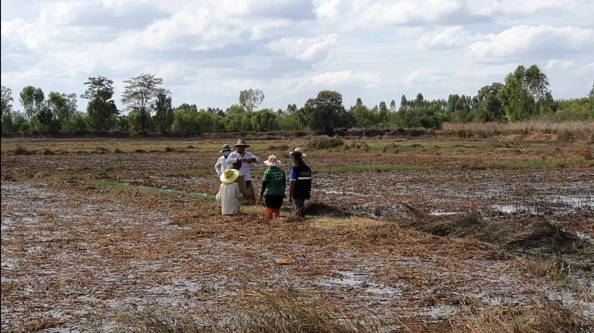 สุดทน! ชาวพิมายบ่นอุบ ต้องลุยน้ำไปถ่ายรูปนาตามพิกัดGPS ขอรับเงินเยียวยา