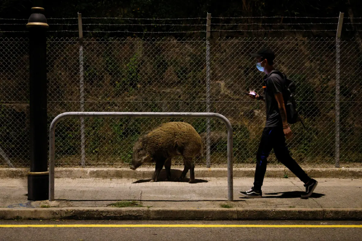 ฮ่องกงจะไม่ทน สั่งปราบหมูป่า หลังเกเรจัด กัดตำรวจ