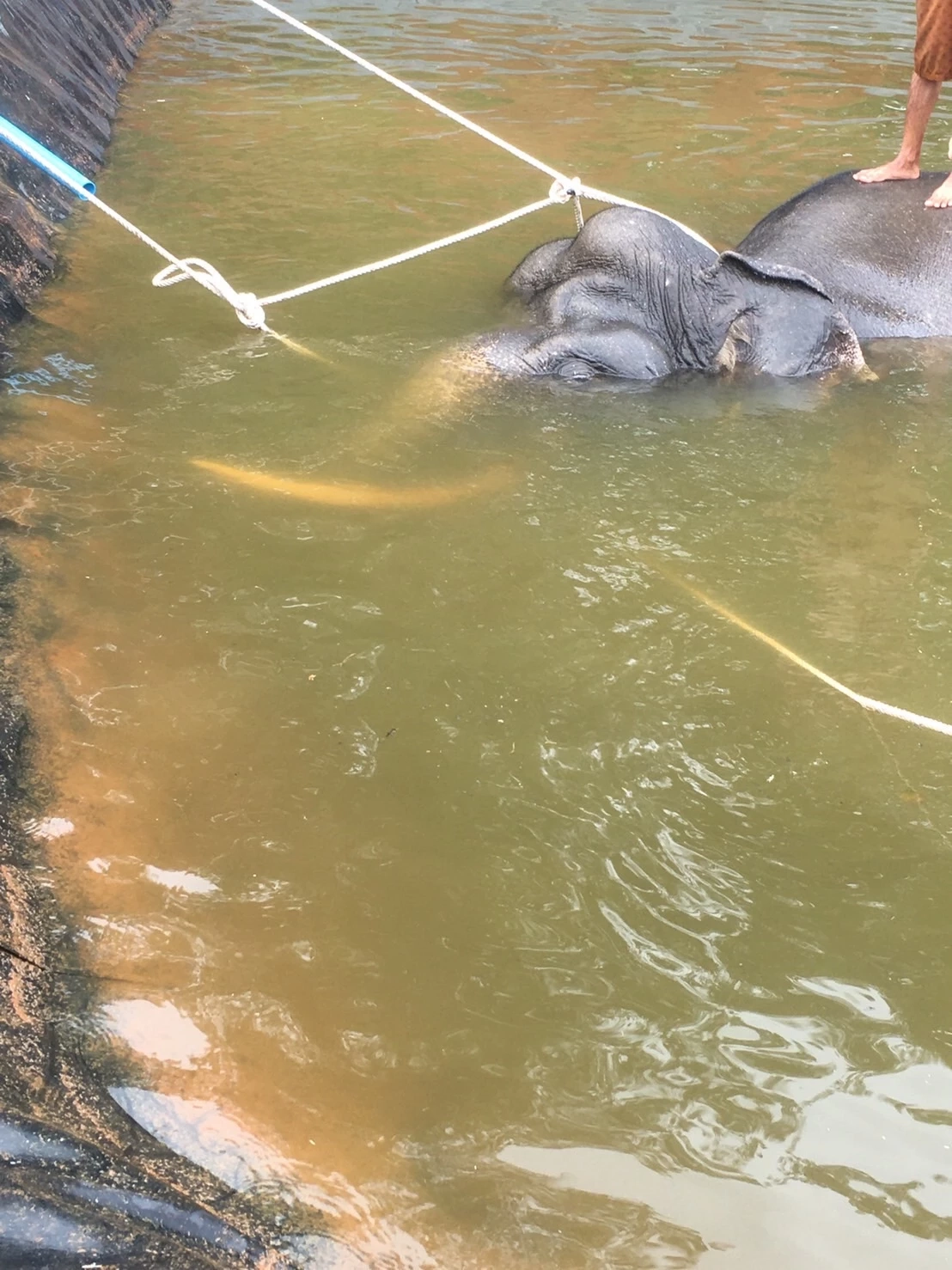 สุดสลด!! ช้างป่าเทือกเขาหลวง ลงหากินพลัดตกจมสระน้ำตาย