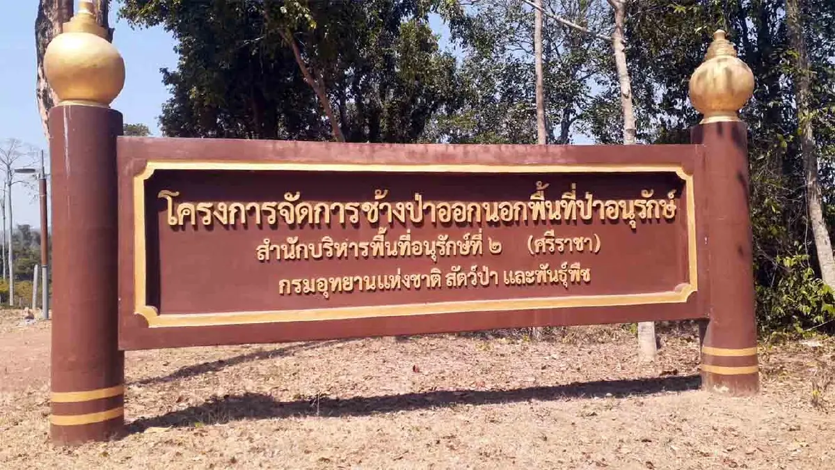 จับช้างป่าสีดอแก้ว ช้างอินดี้ เข้าสถานกักกันช้างป่าเขาตะกรุบ