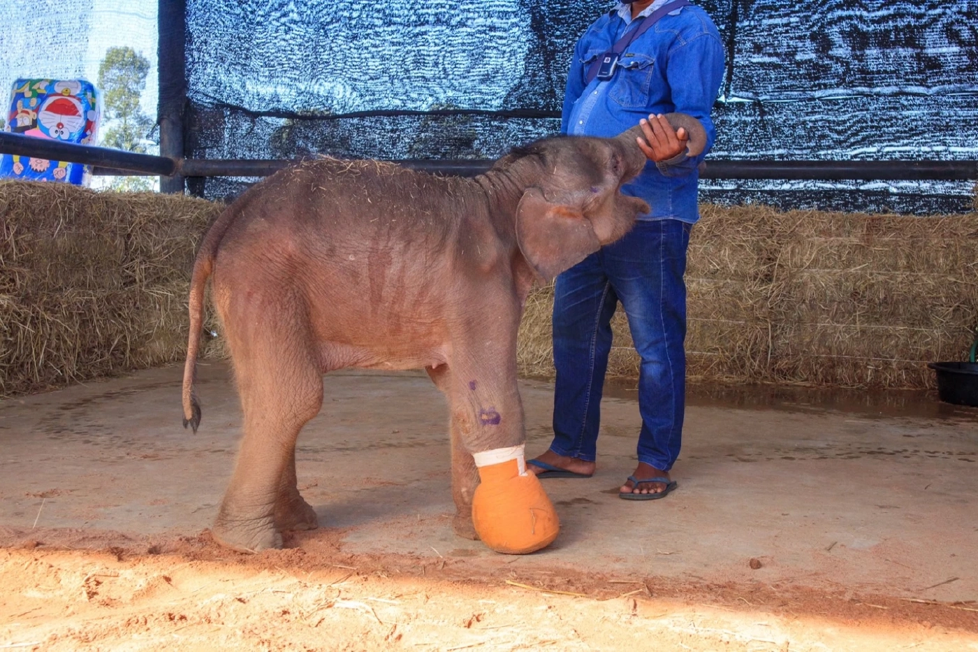 "พังฟ้าใส" ลูกช้างป่าโดนบ่วงรัด ทีมสัตวแพทย์ดูแลอย่างใกล้ชิดพบเริ่มมีอาการดีขึ้น