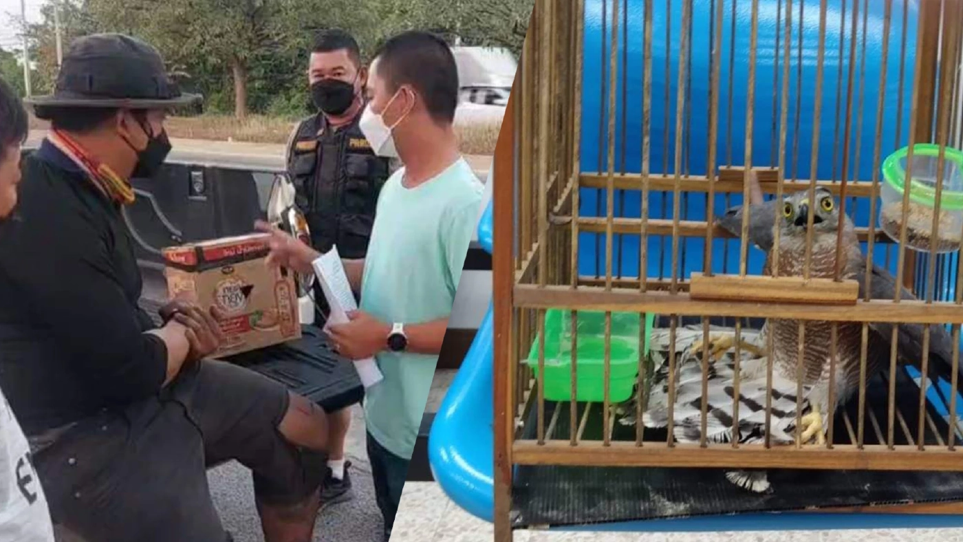 รวบหนุ่มลอบขาย "เหยี่ยวนกเขาชิครา" สัตว์ป่าคุ้มครอง ผ่านทางเฟซบุ๊ก