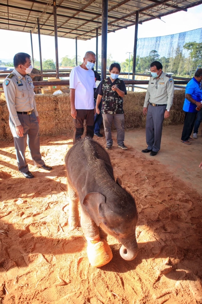 "พังฟ้าใส" ลูกช้างป่าโดนบ่วงรัด ทีมสัตวแพทย์ดูแลอย่างใกล้ชิดพบเริ่มมีอาการดีขึ้น