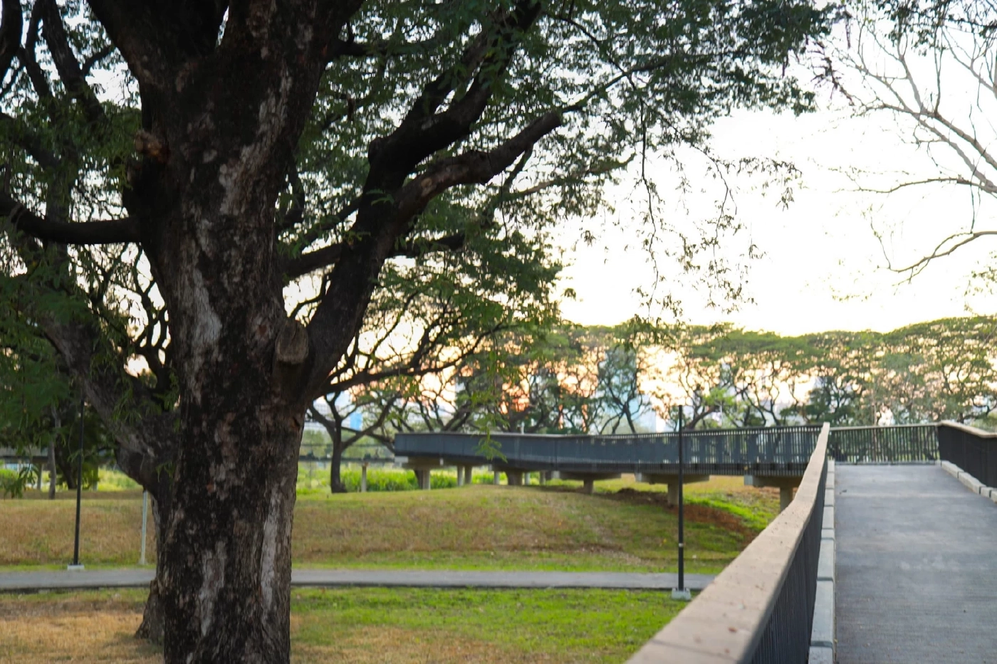 สวนป่า “เบญจกิติ” ปอดแห่งใหม่ของคนกรุงเทพฯ