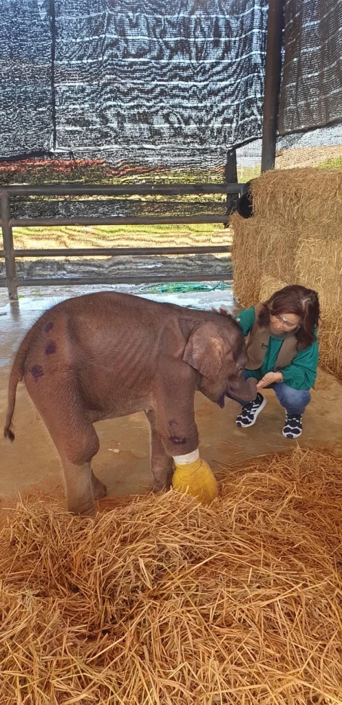 ต๊ะ นารากร โพสต์เศร้าหลังทราบข่าวช้างน้อยวัย 3 เดือน พังฟ้าใสตายแล้ว