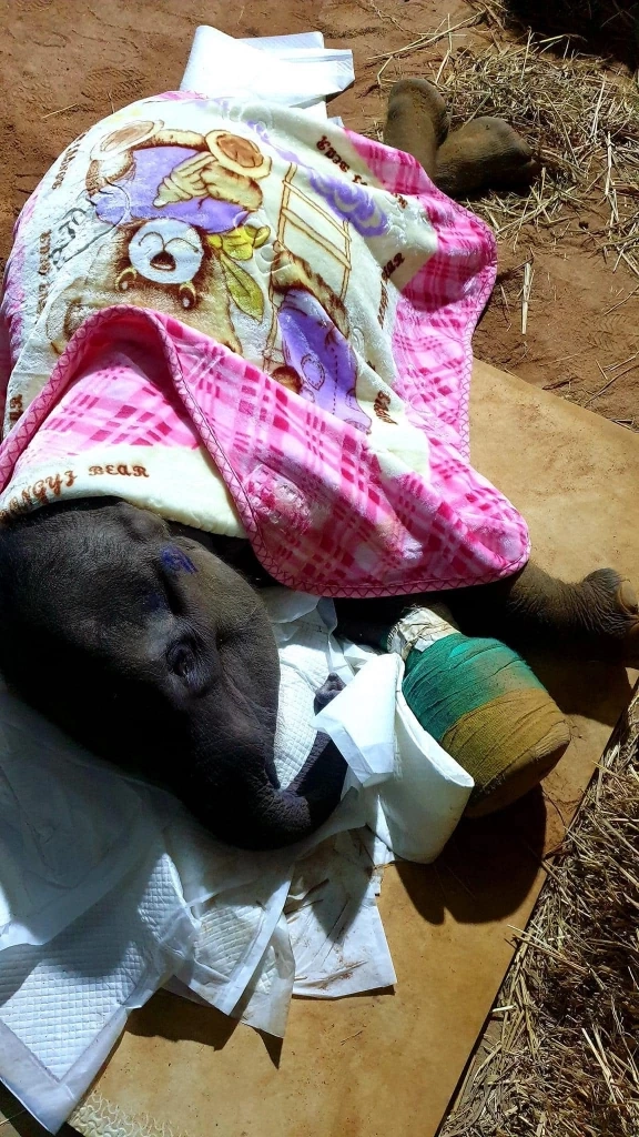 ต๊ะ นารากร โพสต์เศร้าหลังทราบข่าวช้างน้อยวัย 3 เดือน พังฟ้าใสตายแล้ว