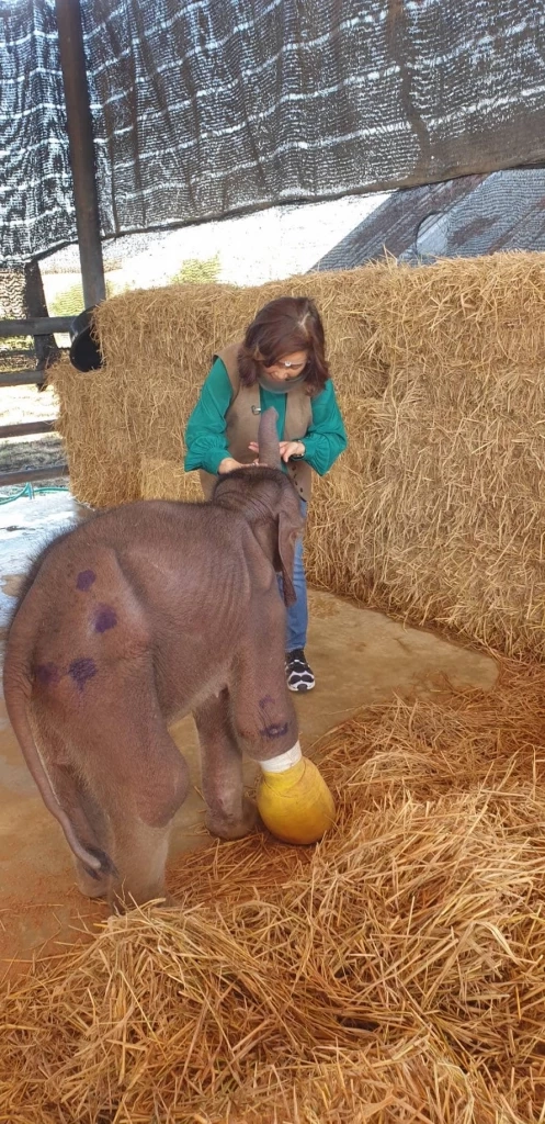 ต๊ะ นารากร โพสต์เศร้าหลังทราบข่าวช้างน้อยวัย 3 เดือน พังฟ้าใสตายแล้ว