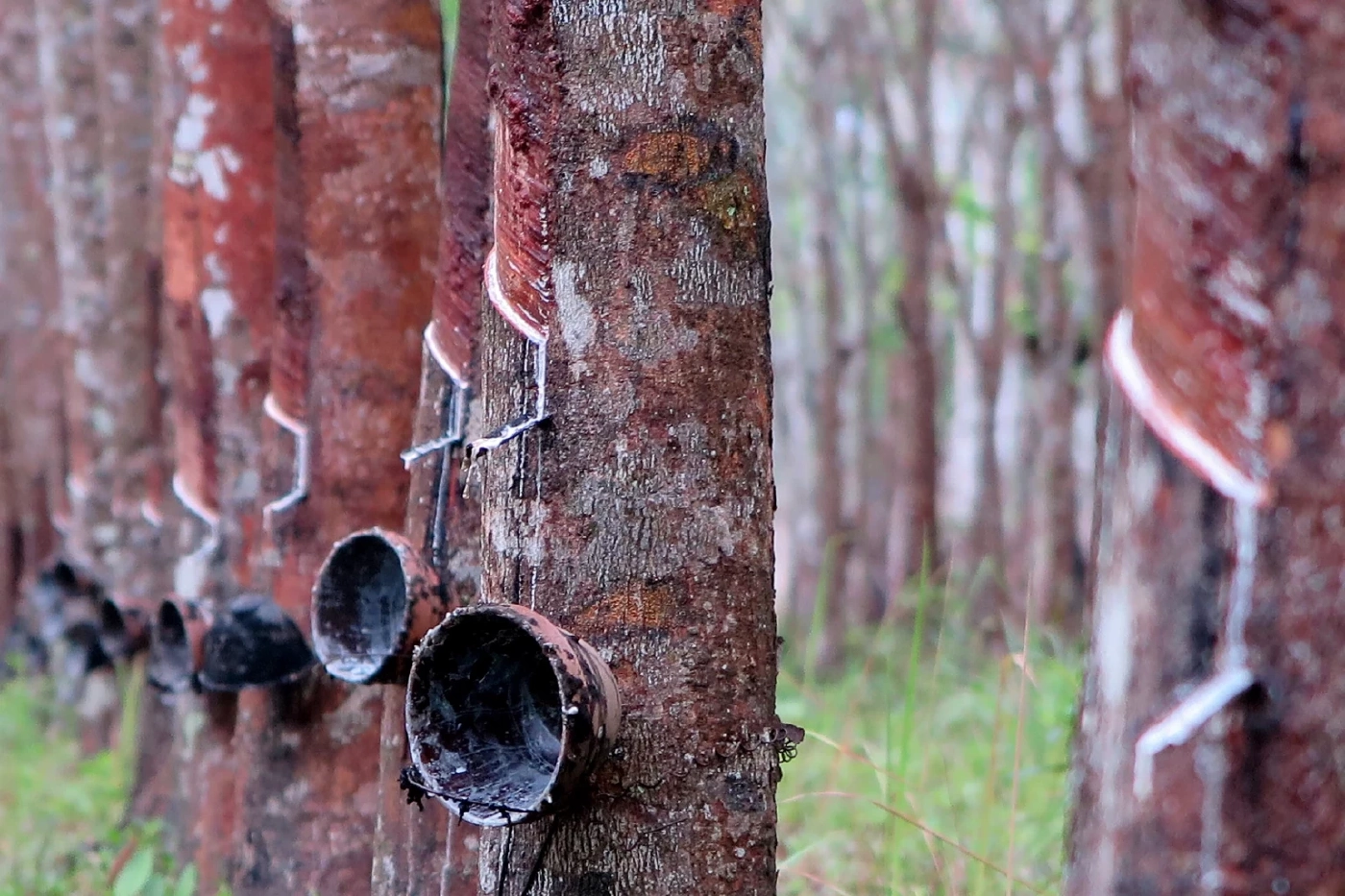 เปิดไทม์ไลน์จ่ายเงินประกันรายได้ “ข้าว - ยางพารา” ช่วยเหลือเกษตรกร