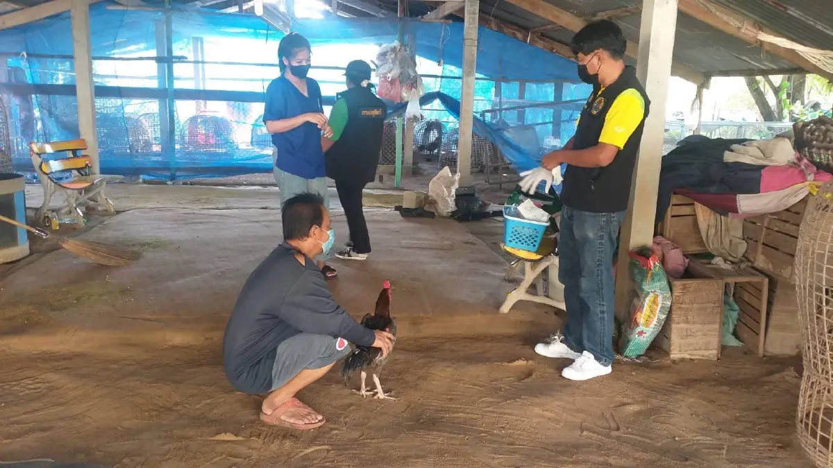 ปศุสัตว์แจ้งเตือนเฝ้าระวังโรค ไข้หวัดนก ในสัตว์ปีก