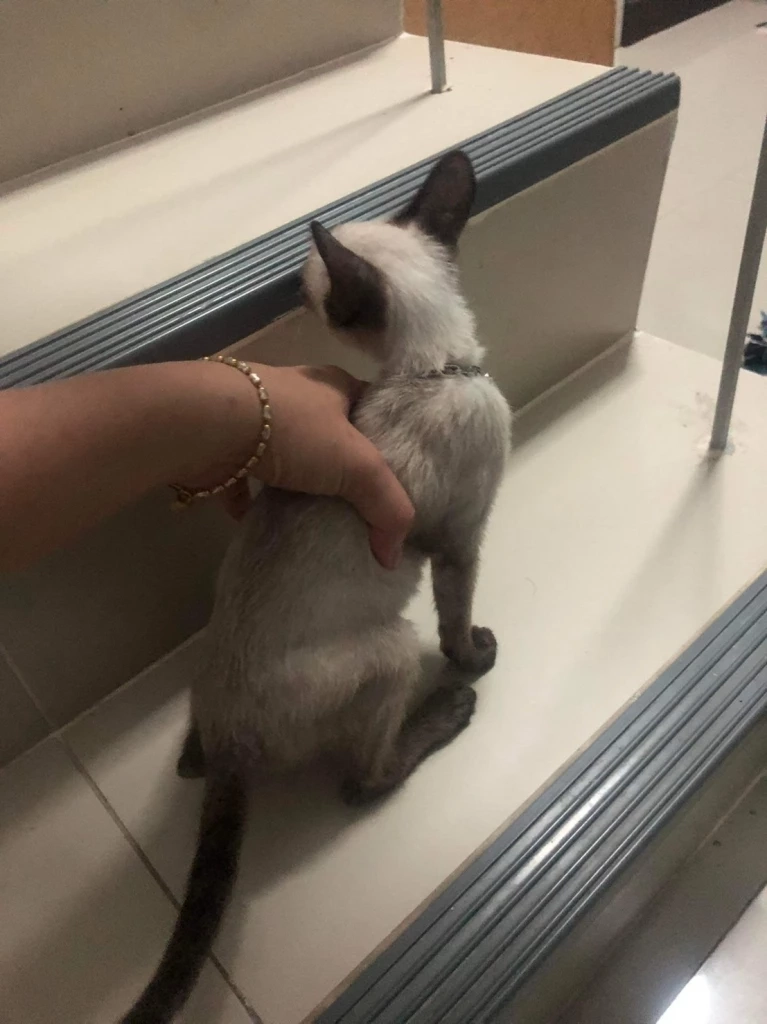 เพื่อนบ้านช็อกเจอ "ด.ช." เล่นโหดทรมาน "แมว" จับทุ่มใส่พื้น