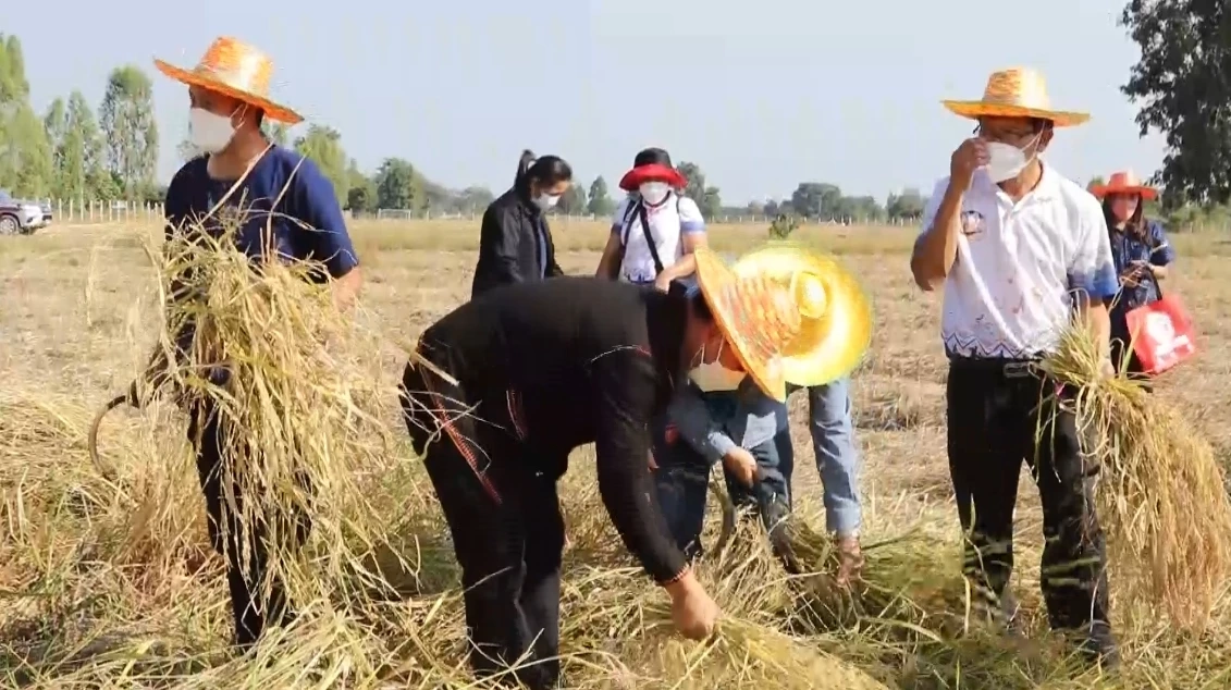 ประเพณีลงแขกเกี่ยวข้าว หว่านวันแม่เกี่ยววันพ่อ ตำข้าวเม่าเผาข้าวหลาม